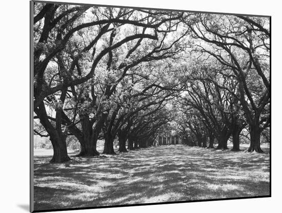 Arched Path of Trees on Plantation Site-Philip Gendreau-Mounted Photographic Print