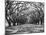 Arched Path of Trees on Plantation Site-Philip Gendreau-Mounted Photographic Print