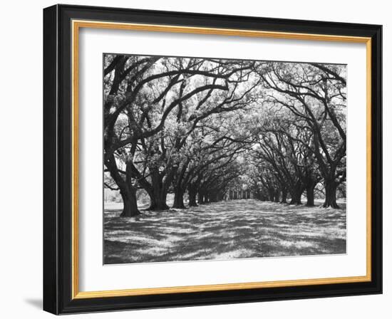 Arched Path of Trees on Plantation Site-Philip Gendreau-Framed Photographic Print