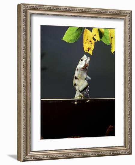 Archer Fish (Toxotes Chatareus) Leaping for Spider. Captive-Kim Taylor-Framed Photographic Print