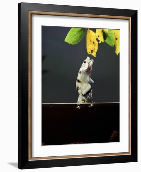 Archer Fish (Toxotes Chatareus) Leaping for Spider. Captive-Kim Taylor-Framed Photographic Print