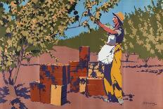 Gathering Apricots for Canning - Australia-Archibald Bertram Webb-Giclee Print