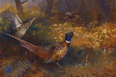 Cock and Hen Pheasants in the Woodlands-Archibald Thorburn-Framed Premium Giclee Print