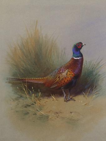 gorgeous fine art giclee  print of original watercolour painting Calling Cock Pheasant