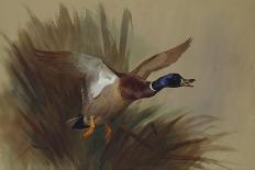 Grouse Taking Flight-Archibald Thorburn-Giclee Print