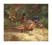 A Cock and Hen Pheasant at the Edge of a Wood, 1897-Archibald Thorburn-Giclee Print