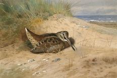 A Woodcock Nesting in Autumn Leaves-Archibald Thorburn-Giclee Print