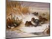 Giclee Print