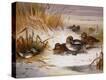 Stretched Canvas Print