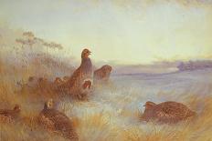 A Cock and Hen Pheasant at the Edge of a Wood-Archibald Thorburn-Giclee Print