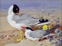 Black Headed Gulls-Archibald Thornburn-Premier Image Canvas