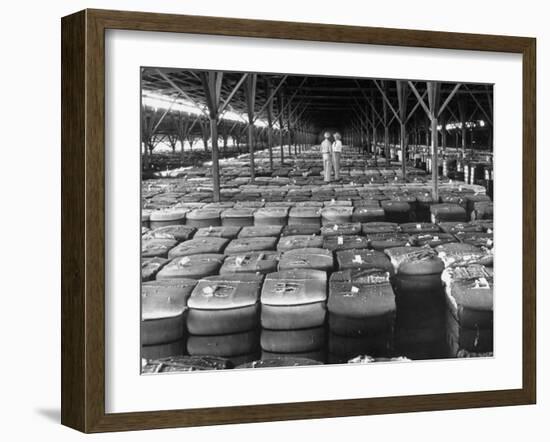 Archie Underwood and Another Man Standing on Top of Great Bales of Cotton in One of His Warehouses-Alfred Eisenstaedt-Framed Photographic Print