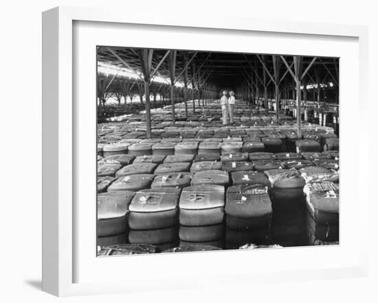 Archie Underwood and Another Man Standing on Top of Great Bales of Cotton in One of His Warehouses-Alfred Eisenstaedt-Framed Photographic Print