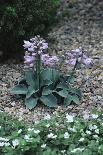 Garden Plants-Archie Young-Framed Photographic Print