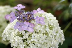 Mixed Hydrangea Flowers-Archie Young-Photographic Print