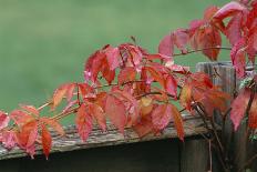 Virginia Creeper-Archie Young-Framed Photographic Print