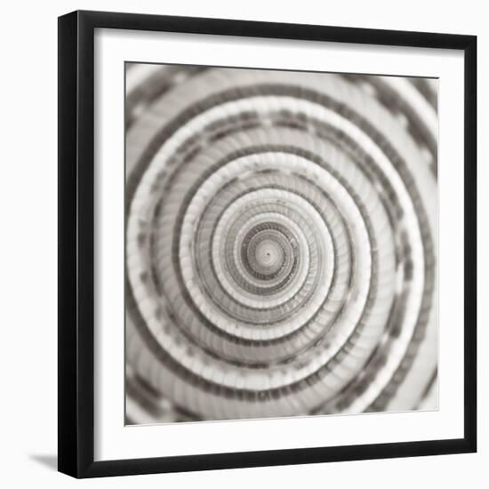 Architect Shell - Focus-Ben Wood-Framed Giclee Print