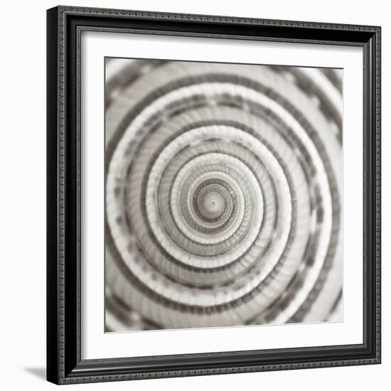 Architect Shell - Focus-Ben Wood-Framed Giclee Print