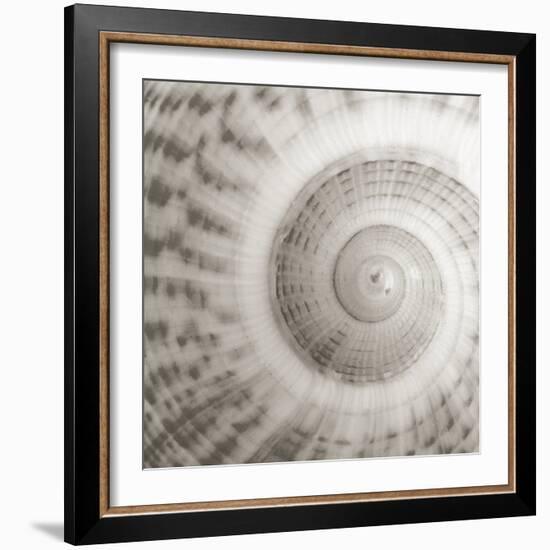 Architect Shell - Study-Ben Wood-Framed Giclee Print