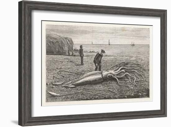 Architeuthis Princeps Stranded on a Newfoundland Beach-null-Framed Art Print