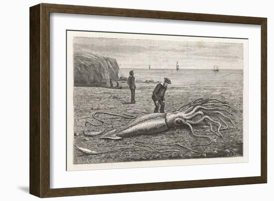 Architeuthis Princeps Stranded on a Newfoundland Beach-null-Framed Art Print