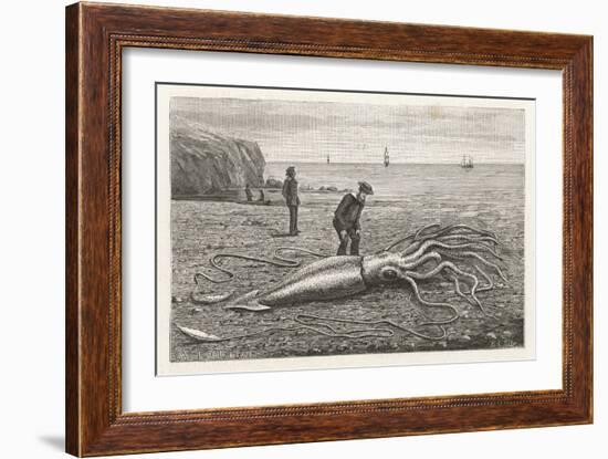 Architeuthis Princeps Stranded on a Newfoundland Beach--Framed Art Print