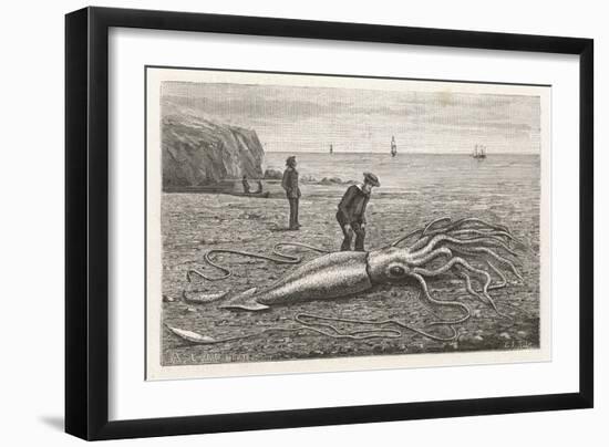 Architeuthis Princeps Stranded on a Newfoundland Beach-null-Framed Art Print