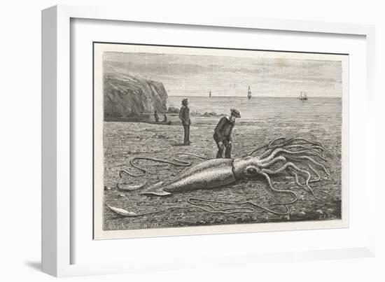 Architeuthis Princeps Stranded on a Newfoundland Beach-null-Framed Art Print