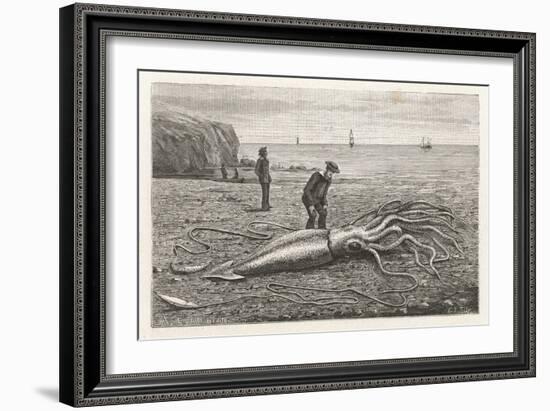 Architeuthis Princeps Stranded on a Newfoundland Beach-null-Framed Art Print