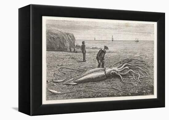 Architeuthis Princeps Stranded on a Newfoundland Beach-null-Framed Stretched Canvas