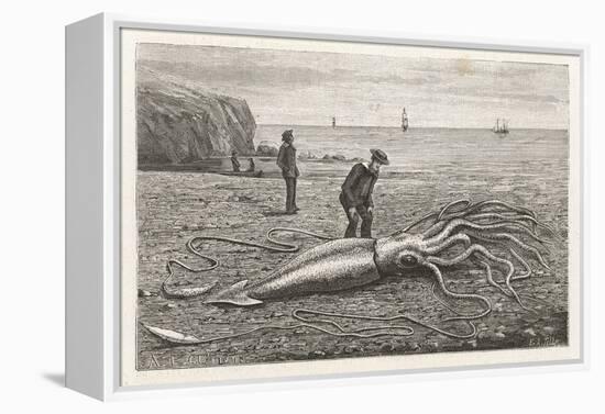 Architeuthis Princeps Stranded on a Newfoundland Beach-null-Framed Stretched Canvas