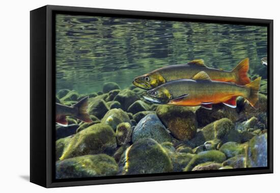 Arctic Charr (Salvelinus Alpinus) Males in a River Ready to Spawn, Ennerdale, Lake District Np, UK-Linda Pitkin-Framed Premier Image Canvas