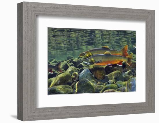 Arctic Charr (Salvelinus Alpinus) Males in a River Ready to Spawn, Ennerdale, Lake District Np, UK-Linda Pitkin-Framed Photographic Print