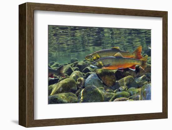 Arctic Charr (Salvelinus Alpinus) Males in a River Ready to Spawn, Ennerdale, Lake District Np, UK-Linda Pitkin-Framed Photographic Print