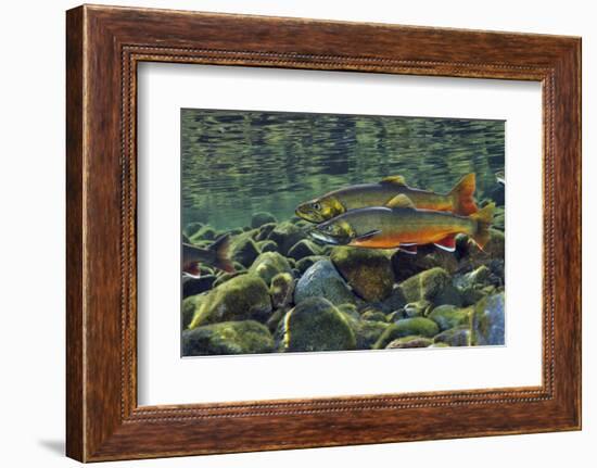 Arctic Charr (Salvelinus Alpinus) Males in a River Ready to Spawn, Ennerdale, Lake District Np, UK-Linda Pitkin-Framed Photographic Print