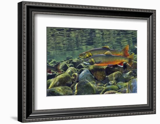 Arctic Charr (Salvelinus Alpinus) Males in a River Ready to Spawn, Ennerdale, Lake District Np, UK-Linda Pitkin-Framed Photographic Print