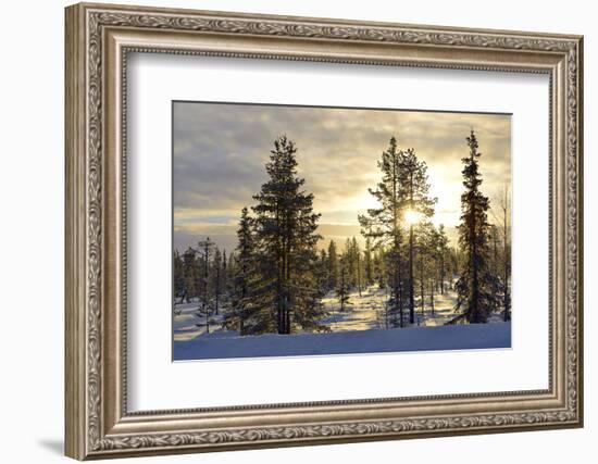 Arctic Circle, Lapland, Scandinavia, Sweden, Winter Landscape-Christian Kober-Framed Photographic Print