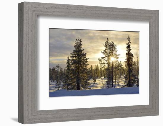 Arctic Circle, Lapland, Scandinavia, Sweden, Winter Landscape-Christian Kober-Framed Photographic Print