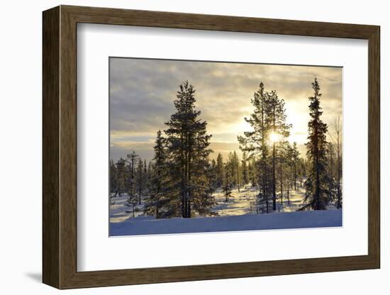 Arctic Circle, Lapland, Scandinavia, Sweden, Winter Landscape-Christian Kober-Framed Photographic Print