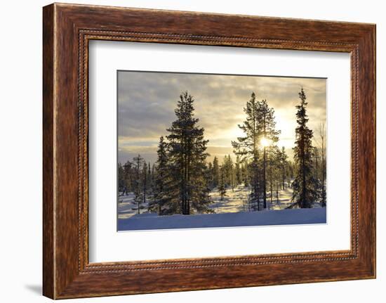 Arctic Circle, Lapland, Scandinavia, Sweden, Winter Landscape-Christian Kober-Framed Photographic Print