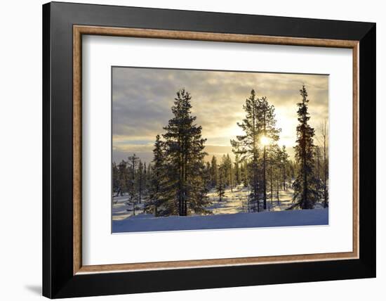 Arctic Circle, Lapland, Scandinavia, Sweden, Winter Landscape-Christian Kober-Framed Photographic Print