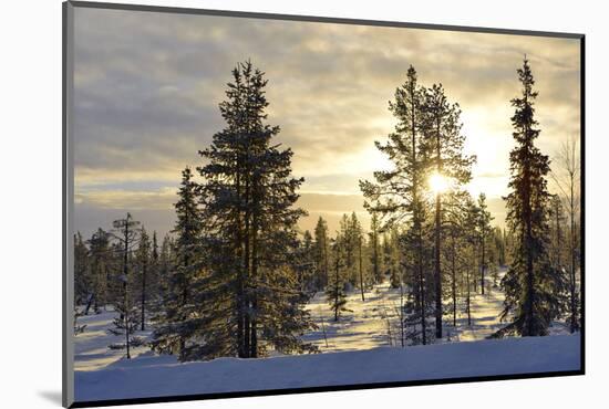 Arctic Circle, Lapland, Scandinavia, Sweden, Winter Landscape-Christian Kober-Mounted Photographic Print