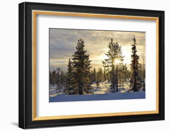 Arctic Circle, Lapland, Scandinavia, Sweden, Winter Landscape-Christian Kober-Framed Photographic Print
