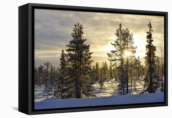 Arctic Circle, Lapland, Scandinavia, Sweden, Winter Landscape-Christian Kober-Framed Premier Image Canvas