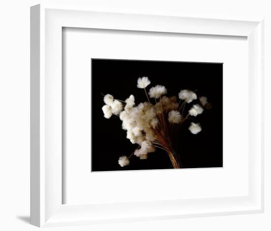 Arctic cotton, a plant common in tundra regions over much of the far north-Werner Forman-Framed Giclee Print