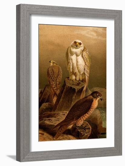 Arctic Falcon-F.W. Kuhnert-Framed Art Print