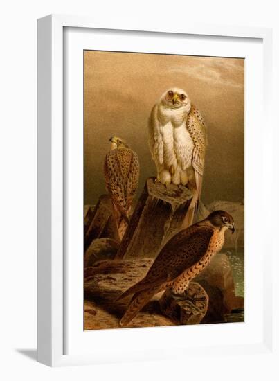 Arctic Falcon-F.W. Kuhnert-Framed Art Print