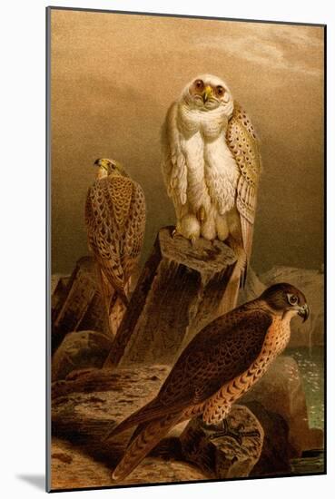 Arctic Falcon-F.W. Kuhnert-Mounted Art Print