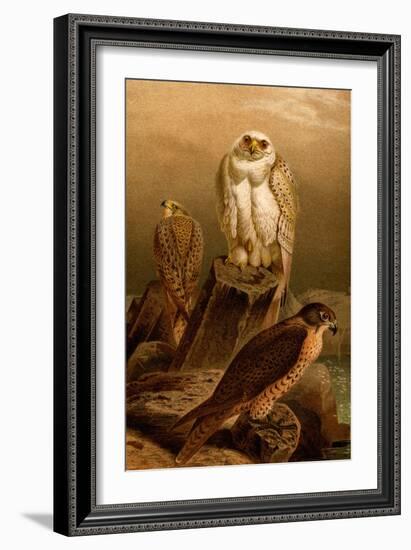 Arctic Falcon-F.W. Kuhnert-Framed Art Print