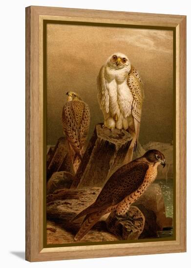 Arctic Falcon-F.W. Kuhnert-Framed Stretched Canvas